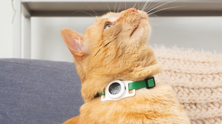 A cat wearing the new Tile tracker accessory on its collar